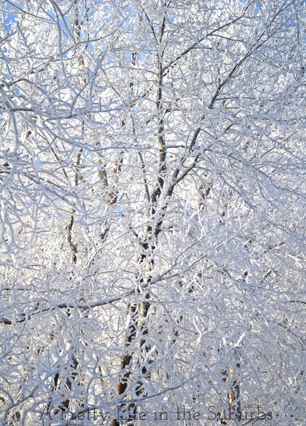 Hoarfrost1