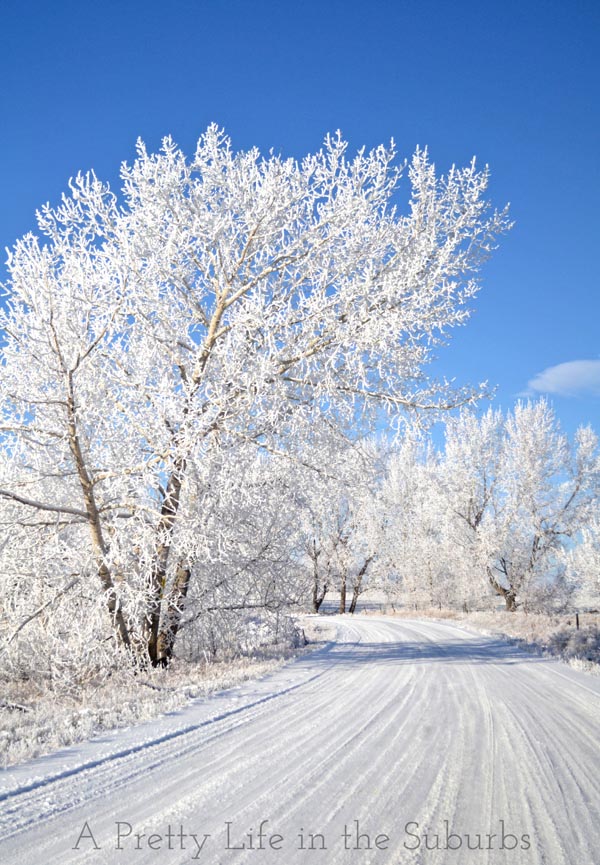Hoarfrost2