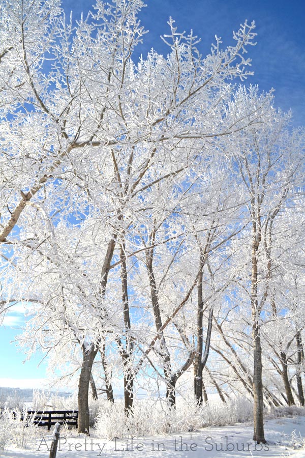 Hoarfrost3