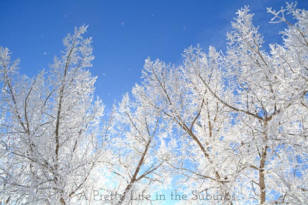 Hoarfrost4