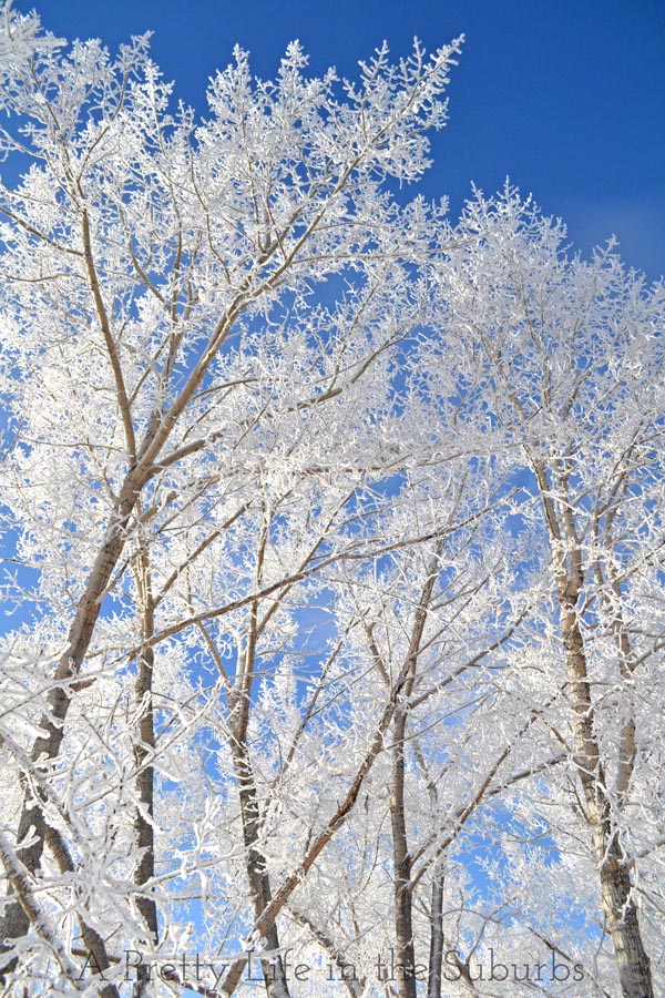 Hoarfrost5