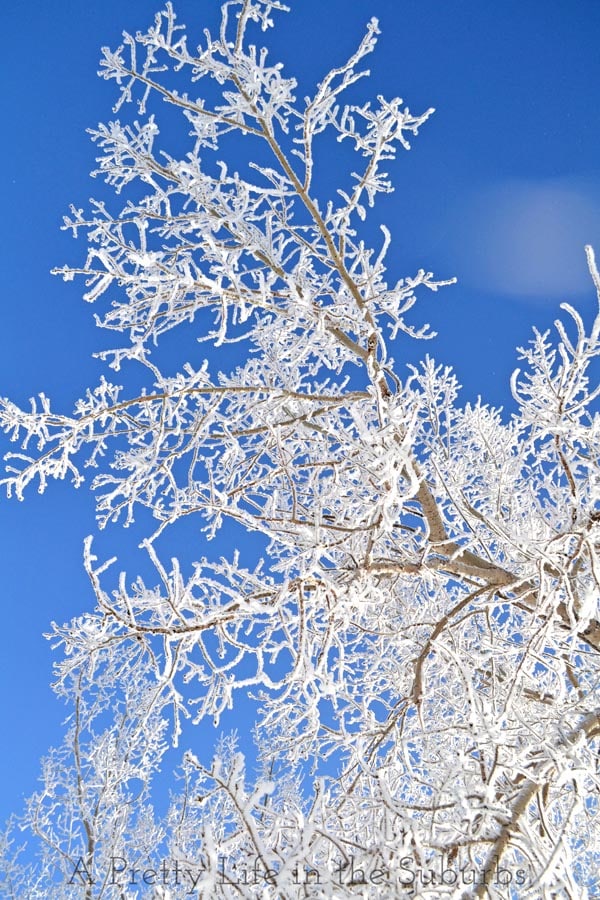 Hoarfrost6