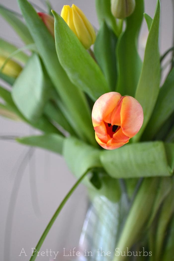 Tulips4